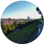 Kruhový snímek zobrazující městskou krajinu s vinicí v popředí, svěžími zelenými řádky na svahu a budovami a vysokými věžemi táhnoucími se do dálky pod jasně modrou oblohou.